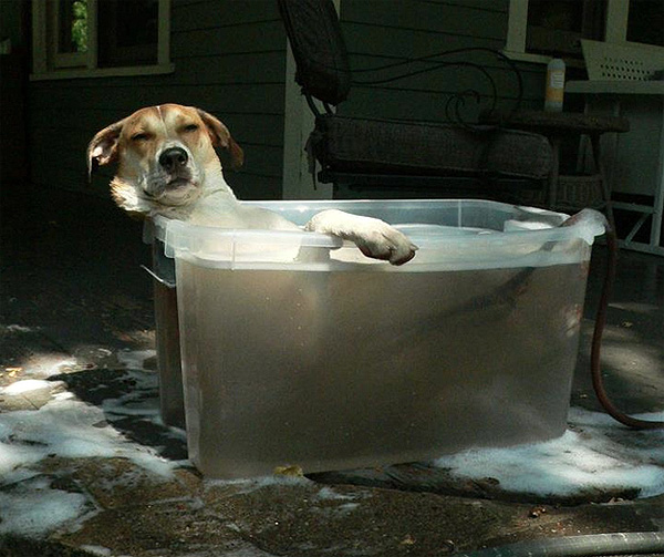 relaxed_dog_taking_a_bath